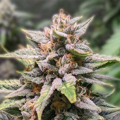 fat bastard auto fem cannabis seed pack from Kind Seed Co