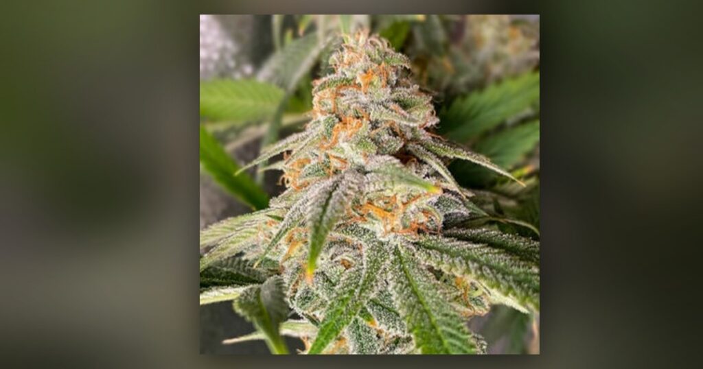 Florida Sunrise — Kind Seed Co