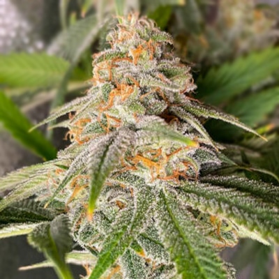 Florida Sunrise photoperiod feminized cannabis seed pack from Kind Seed Co