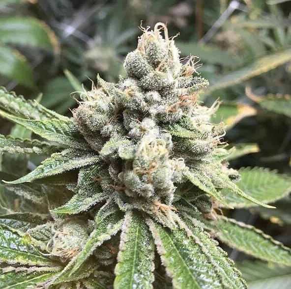 florida sunrise auto fem cannabis seed pack from Kind Seed Co