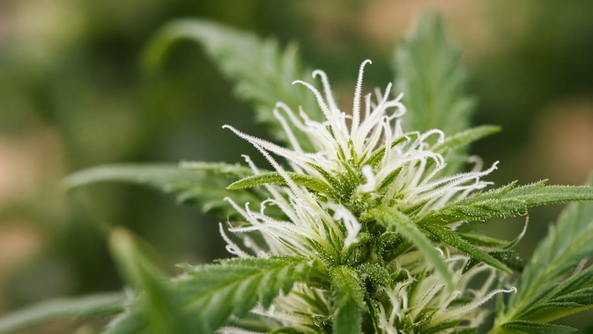 Close-up of early white pistils on a young cannabis flowering site.