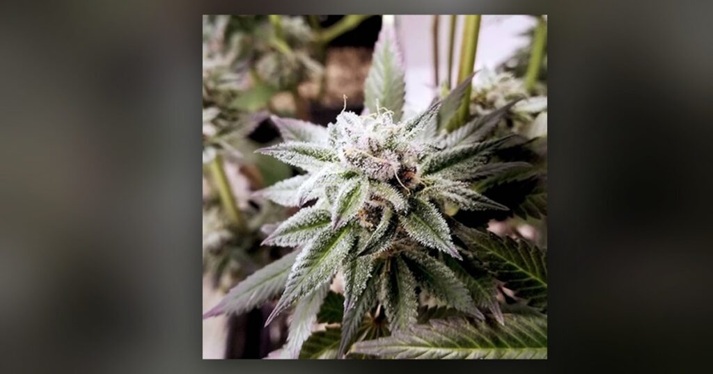 Future #1 — Kind Seed Co