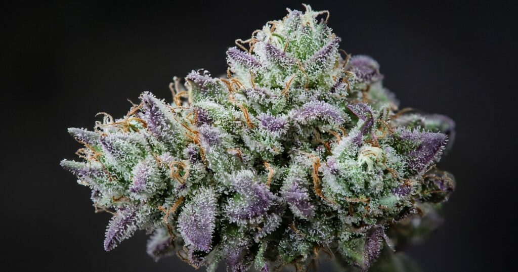 Gush Mints strain
