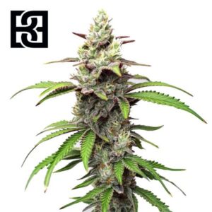 Gush Mints feminized cannabis flower / product image (Blimburn listing on Kind Seed Co)