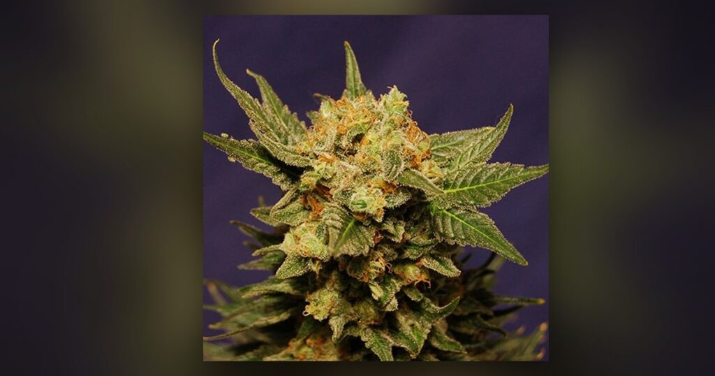 Herijuana — Kind Seed Co