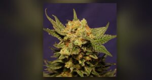 Herijuana — Kind Seed Co
