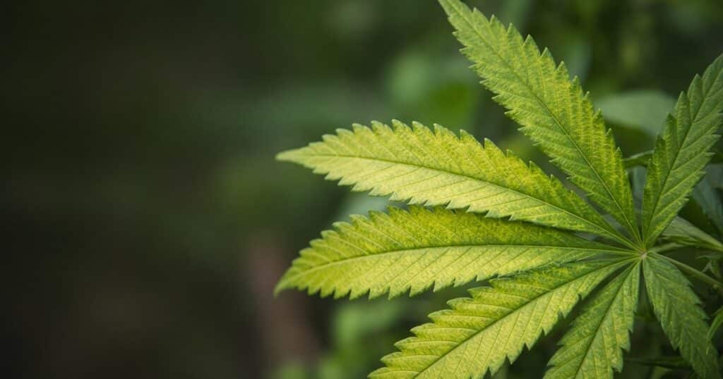 Close-up of older cannabis fan leaf with interveinal chlorosis
