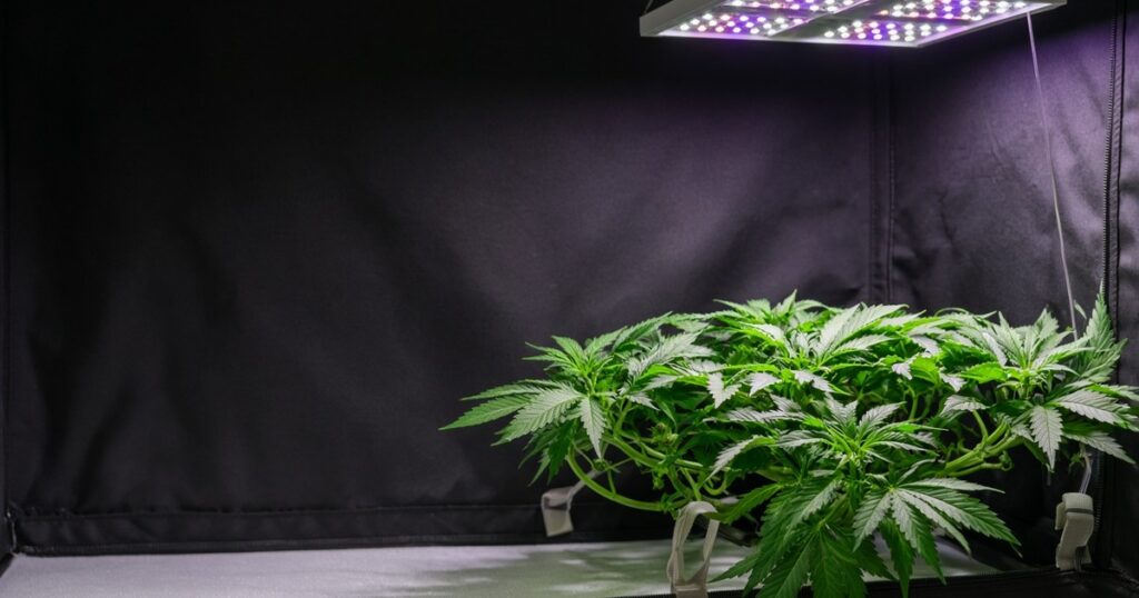 Trained cannabis plant under tent lights with soft ties