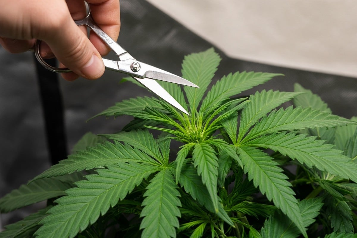 How to Keep Cannabis Plants From Growing Too Tall — in-body 1 — Kind Seed Co