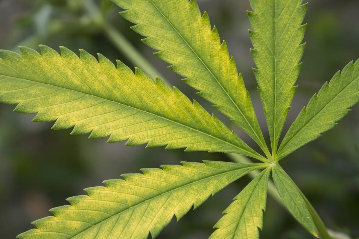8 Common Cannabis Deficiencies by Leaf Symptoms — in-body 2 — Kind Seed Co