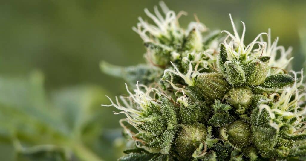 How to Tell If Your Female Cannabis Plant Has Been Pollinated — Kind Seed Co