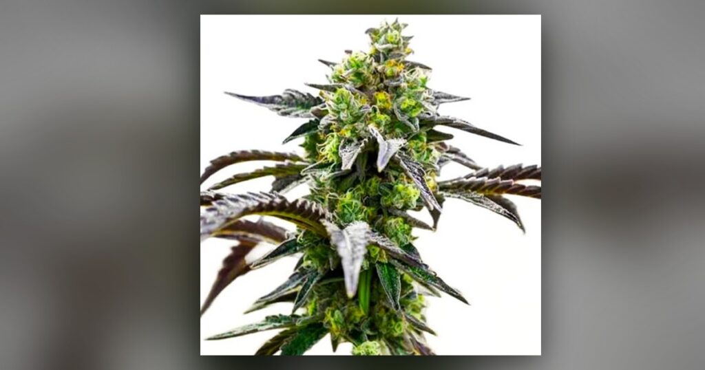 Irish Cream — Kind Seed Co