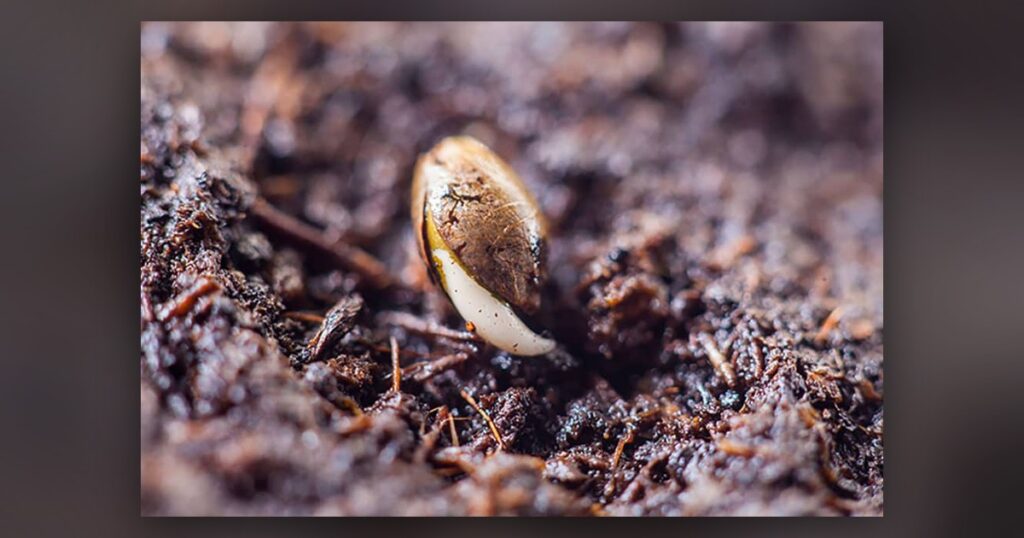 Is Weed Ash Good for Plants — Kind Seed Co