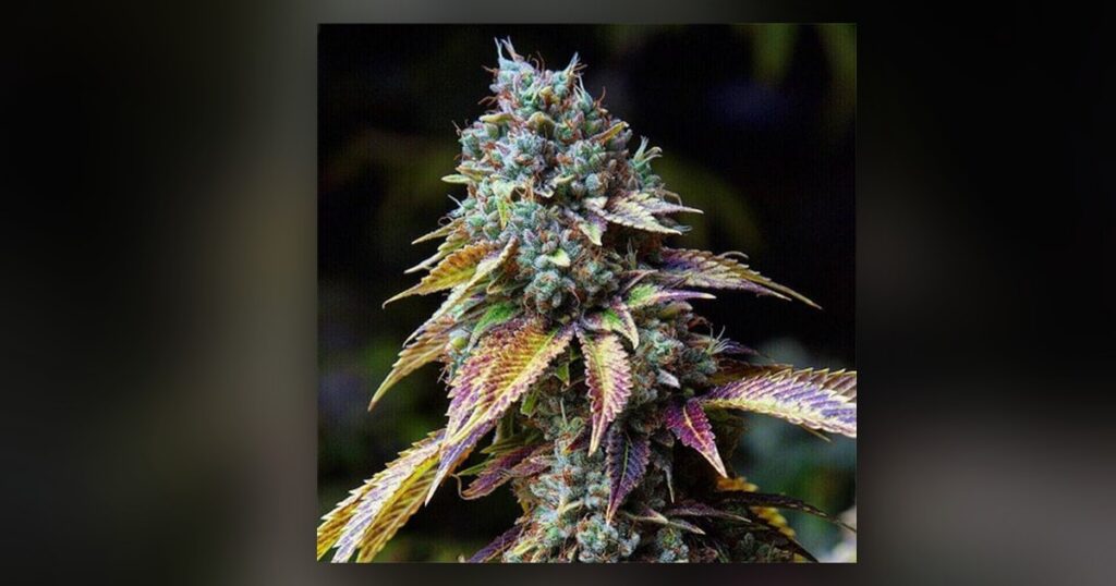 LA Confidential — Kind Seed Co