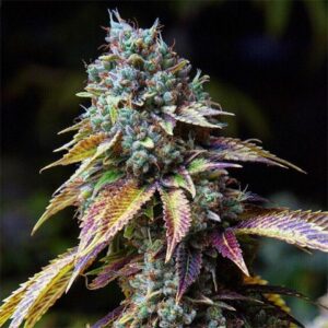 LA Confidential photoperiod feminized cannabis seed pack from Kind Seed Co