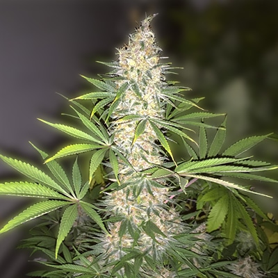 la confidential auto fem cannabis seed pack from Kind Seed Co
