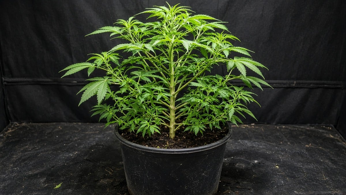 Bushy cannabis plant with lower fluff still intact before lollipopping.