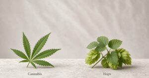 Marijuana Lookalikes: 13 Plants That Look Like Weed — Kind Seed Co