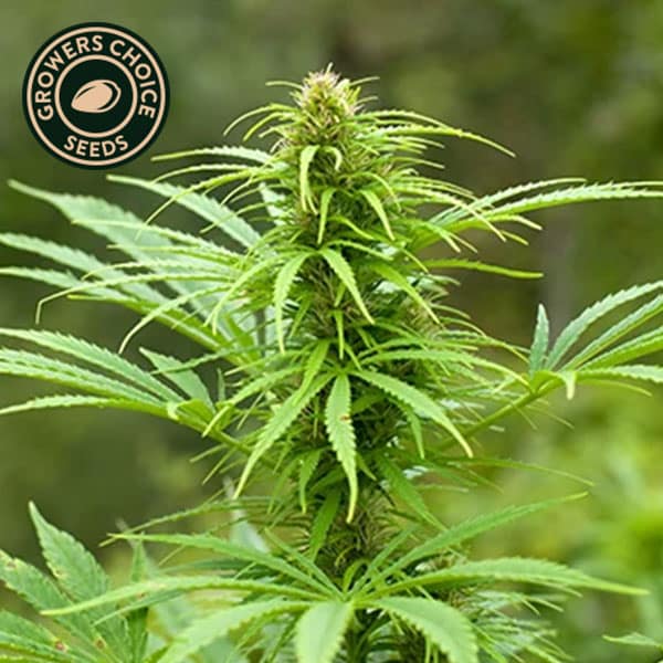 Maui Waui (Maui Wowie) related cannabis seed pack from Kind Seed Co
