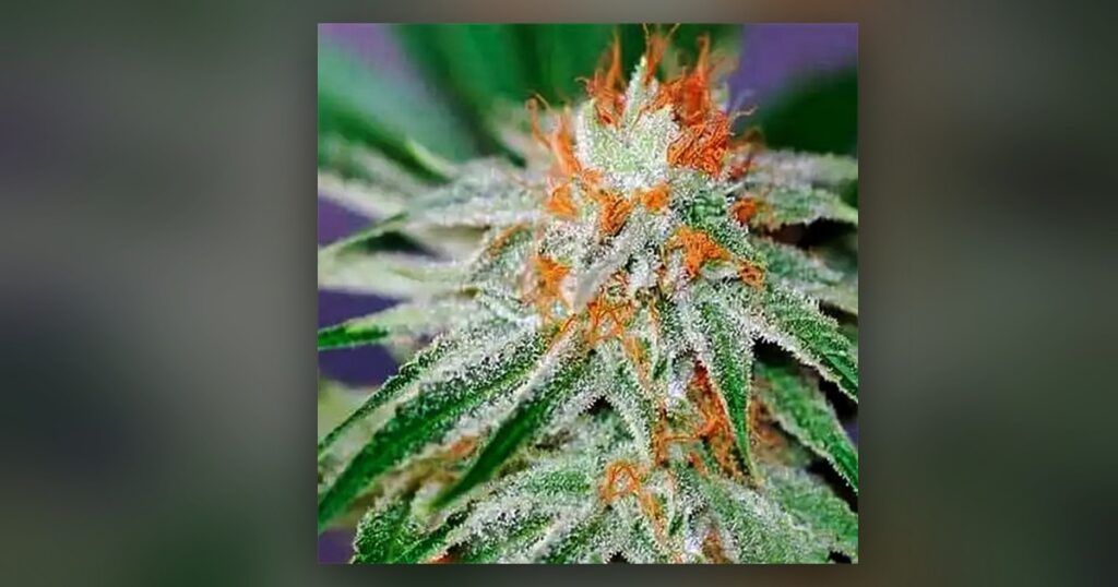 Mexican Red Hair — Kind Seed Co