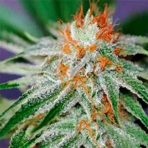 Mexican Red Hair autoflower cannabis seed pack from Kind Seed Co