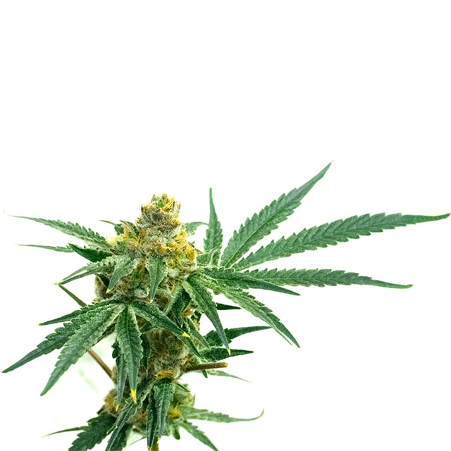 Mexican Red Hair autoflower cannabis seed pack from Kind Seed Co