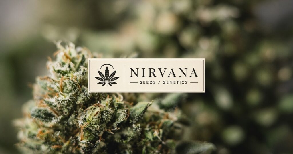 Nirvana Seeds Guide: Amsterdam Classics & Kind Seed Co Packs — Kind Seed Co