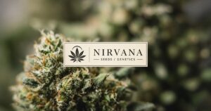 Nirvana Seeds Guide: Amsterdam Classics & Kind Seed Co Packs — Kind Seed Co