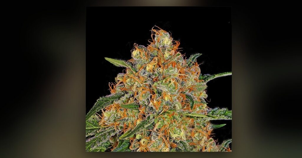 Orange Cream — Kind Seed Co