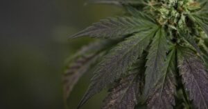 Older cannabis fan leaves with dark purple-bronze phosphorus-deficiency patches