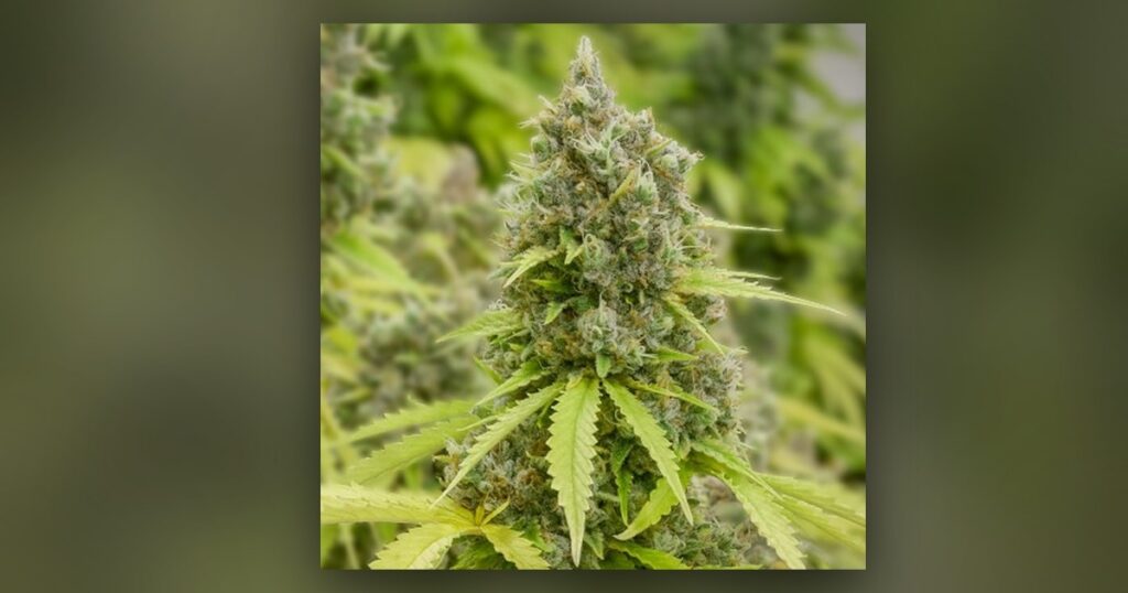 Pineapple Express — Kind Seed Co