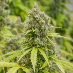 Pineapple Express photoperiod feminized cannabis seed pack from Kind Seed Co