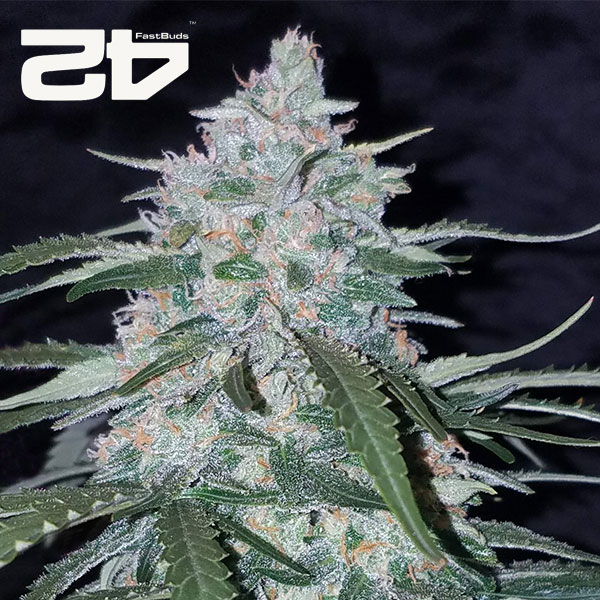 Pineapple Express related cannabis seed pack from Kind Seed Co