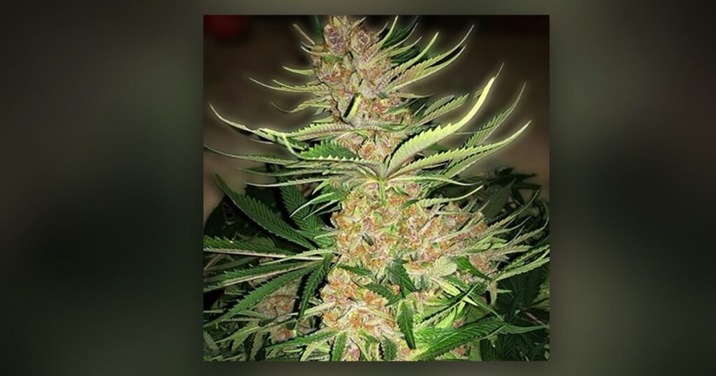 Pinkman Goo — Kind Seed Co