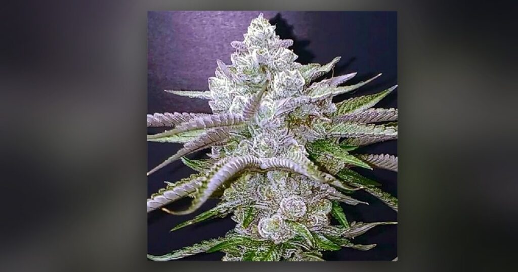 Platinum Bubba — Kind Seed Co