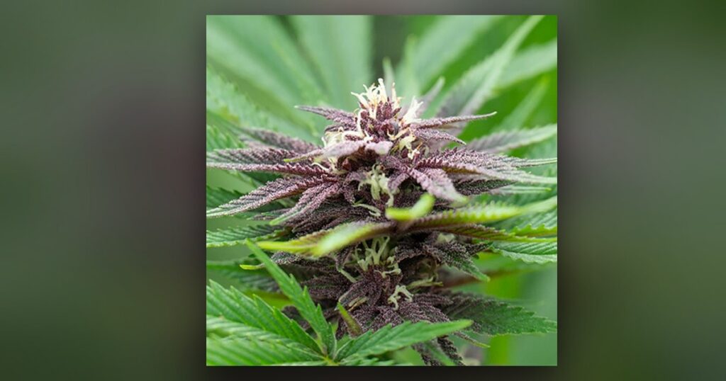 Purple Cheese — Kind Seed Co
