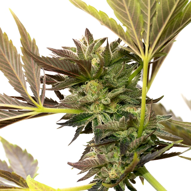Black Purple Cheese related cannabis seed pack from Kind Seed Co