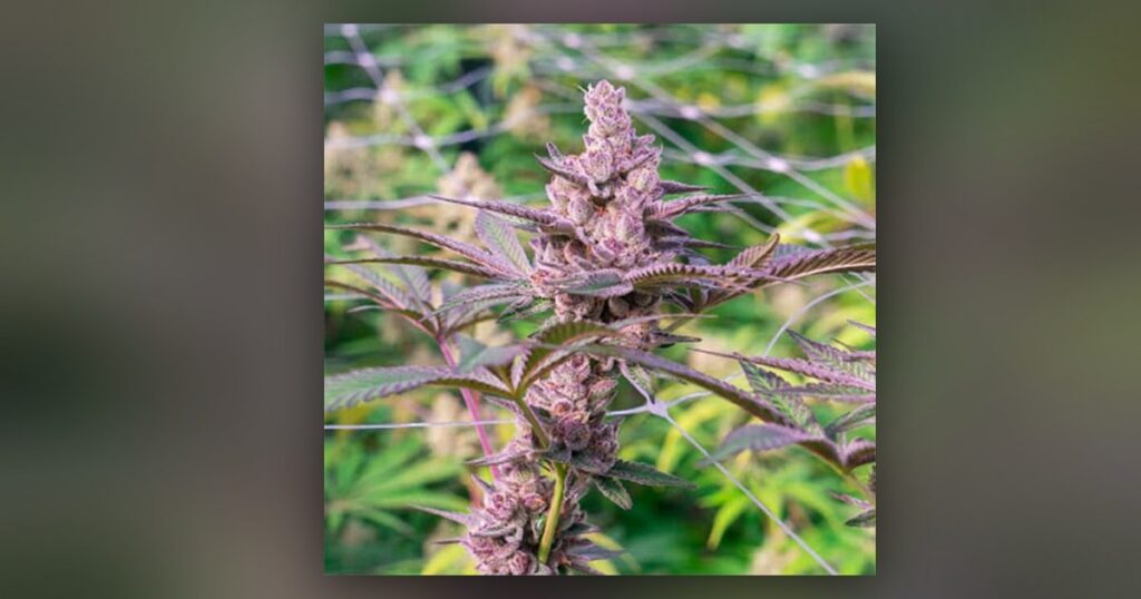 Purple Cookies — Kind Seed Co