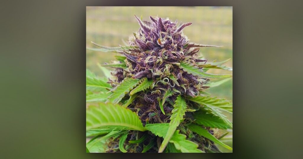 Purple Panty Dropper — Kind Seed Co