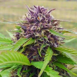 Purple Panty Dropper photoperiod feminized cannabis seed pack from Kind Seed Co