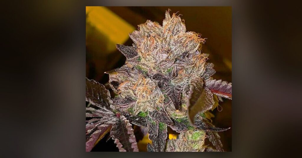 Purple Runtz — Kind Seed Co