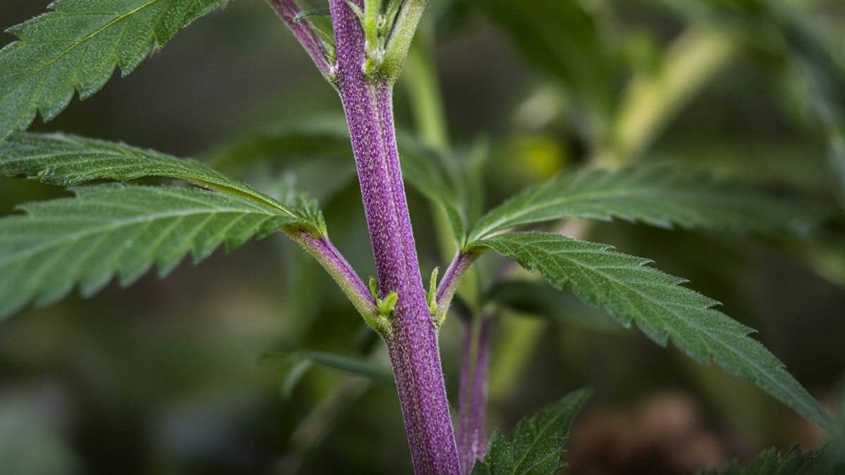 Close-up of a cannabis stem with purple coloration.
