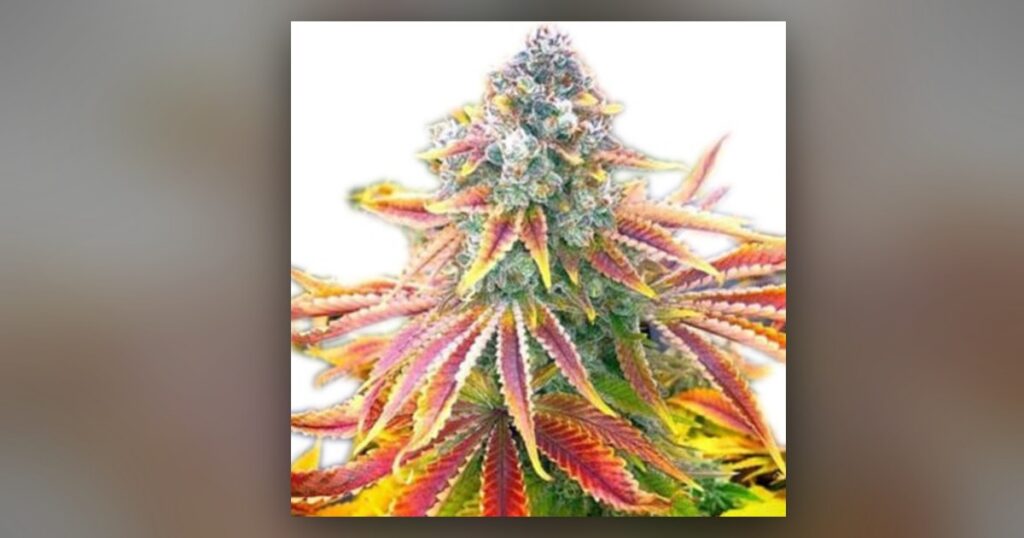 Rainbow Kush — Kind Seed Co