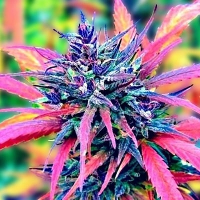 rainbow kush auto fem cannabis seed pack from Kind Seed Co