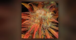 Red Devil — Kind Seed Co