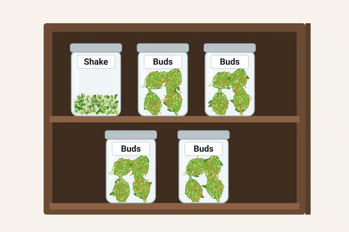 Five lidded glass jars on two dark cupboard shelves, one labeled Shake and four labeled Buds