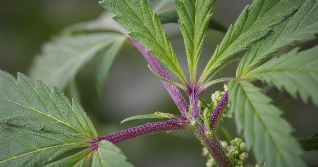 Should You Worry About Purple or Red Stems? — Kind Seed Co