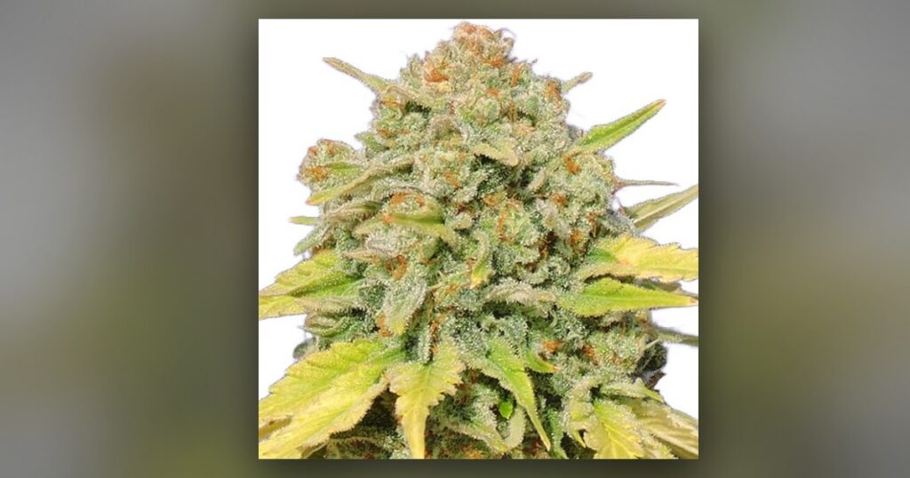 Skittles Z — Kind Seed Co