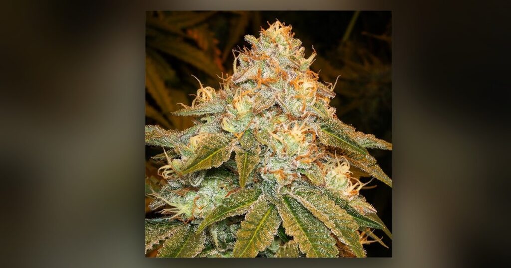 Stardawg — Kind Seed Co