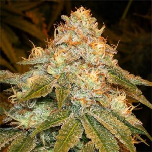 Stardawg photoperiod feminized cannabis seed pack from Kind Seed Co